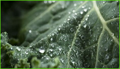 The Dangers of Superfoods